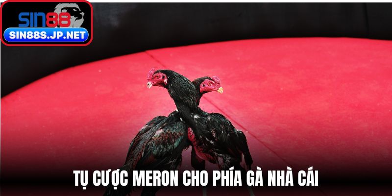 Tụ cược Meron cho phía gà nhà cái