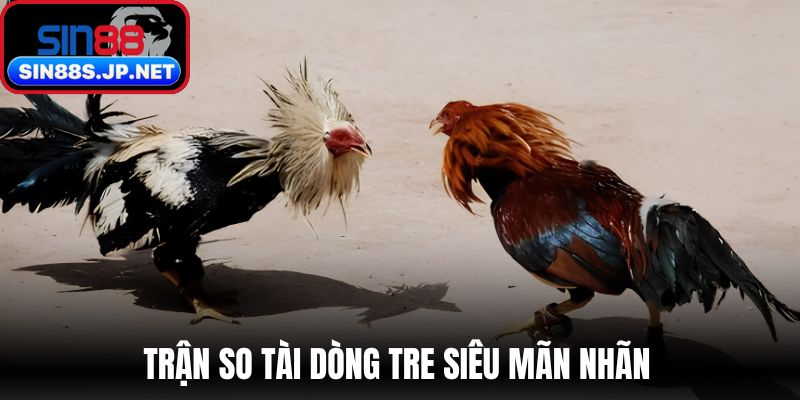 Trận so tài dòng tre siêu mãn nhãn 