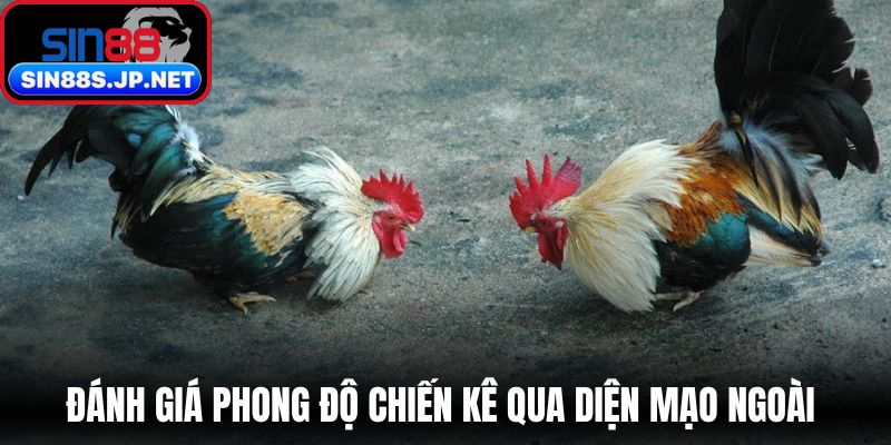 Đánh giá phong độ chiến kê qua diện mạo ngoài 
