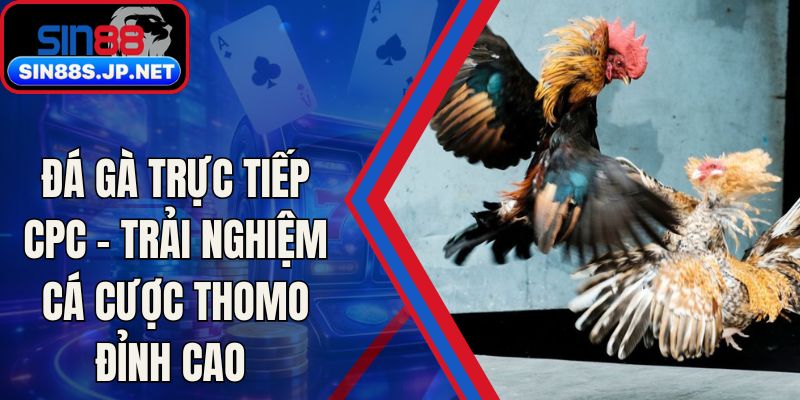 Đá Gà Trực Tiếp CPC - Trải Nghiệm Cá Cược Thomo Đỉnh Cao