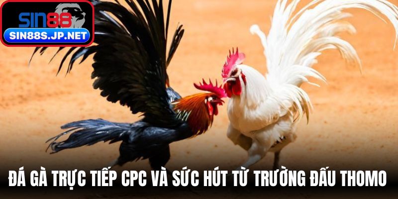 Đá gà trực tiếp CPC và sức hút từ trường đấu Thomo 