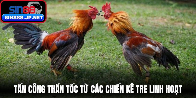 Tấn công thần tốc từ các chiến kê tre linh hoạt 
