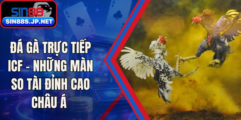 Đá Gà Trực Tiếp ICF - Những Màn So Tài Đỉnh Cao Châu Á