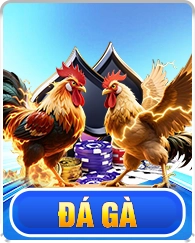 đá gà